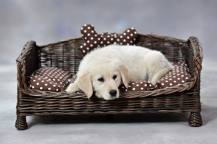 Dark Wicker Pet Bed Alfie With Cushion and Decorative Bone, 74×52 cm